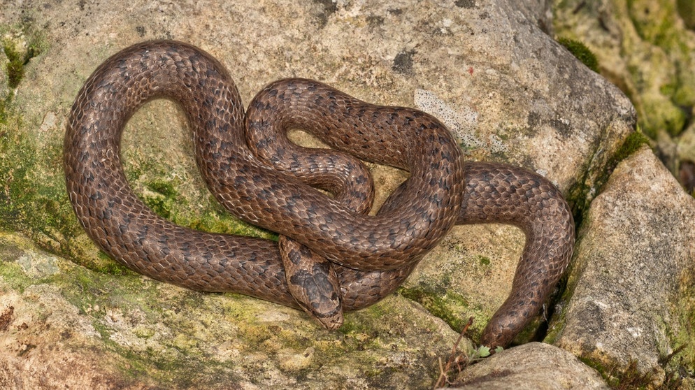 Gehört zu den Schlangen in Deutschland: Schlingnatter | Bild: mauritius-images