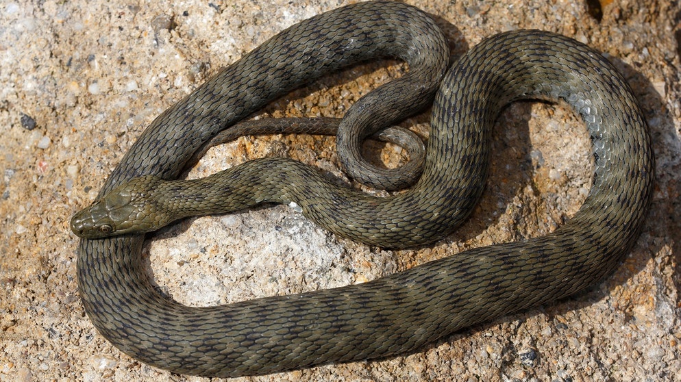 Gehört zu den Schlangen in Deutschland: Würfelnatter | Bild: mauritius-images