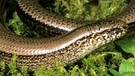 Gehört nicht zu den Schlangen in Deutschland: die Blindschleiche. Blindschleichen sind beinlose, langgestreckte Echsen. | Bild: mauritius-images