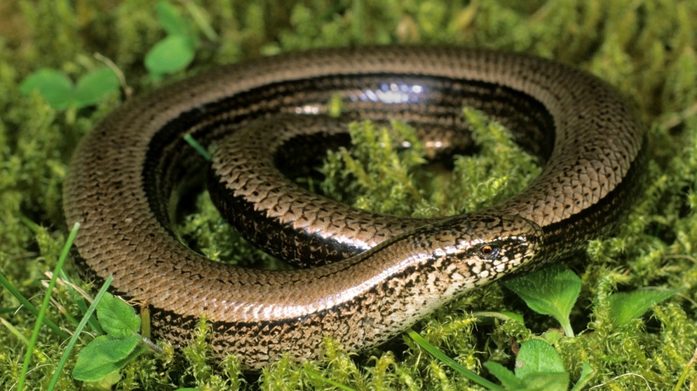 Gehört nicht zu den Schlangen in Deutschland: die Blindschleiche. Blindschleichen sind beinlose, langgestreckte Echsen. | Bild: mauritius-images