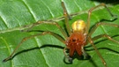 Eine Dornfinger-Spinne | Bild: picture-alliance/dpa