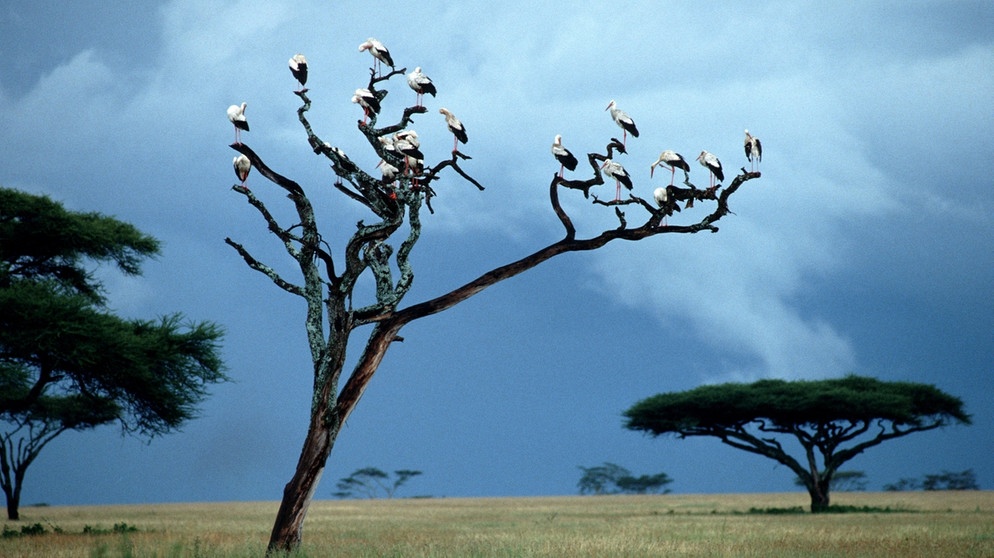 Stoerche in der Serengeti | Bild: picture-alliance/dpa