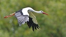 fliegender Storch | Bild: picture-alliance/dpa