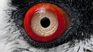 Auge mit rotem Rand - sehr ausgefallen, aber wem gehört's. | Bild: picture-alliance/dpa