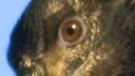 ...dieses Auge gehört zum Bartgeier - einem Greifvogel | Bild: picture-alliance/dpa