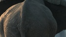 Es ist das Auge einer Elefantenkuh (hier mit ihrem Jungen) | Bild: picture-alliance/dpa