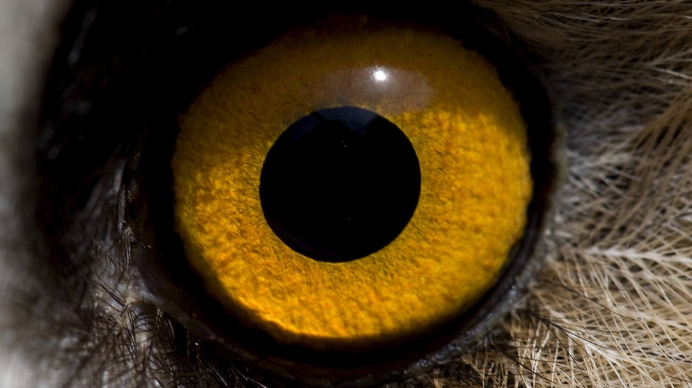 Schau' mir in die Augen, Kleines. Aber welchem Tier gehört dieses große, gelbe Auge? | Bild: picture-alliance/dpa