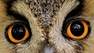 ...es ist das Auge einer Waldohreule. | Bild: picture-alliance/dpa