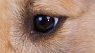 Das sind die Augen eines beliebten Tieres. Aber welches Tier ist es genau? | Bild: picture-alliance/dpa