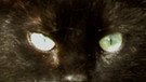 Ja, diese Augen können uns im Alltag ziemlich häufig begegnen, denn sie sind die Augen einer Hauskatze. | Bild: picture-alliance/dpa