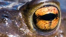 Auch ein großes Auge, aber ein ganz anderes Tier ... | Bild: picture-alliance/dpa
