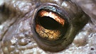 .. es ist das Auge einer Kröte | Bild: picture-alliance/dpa