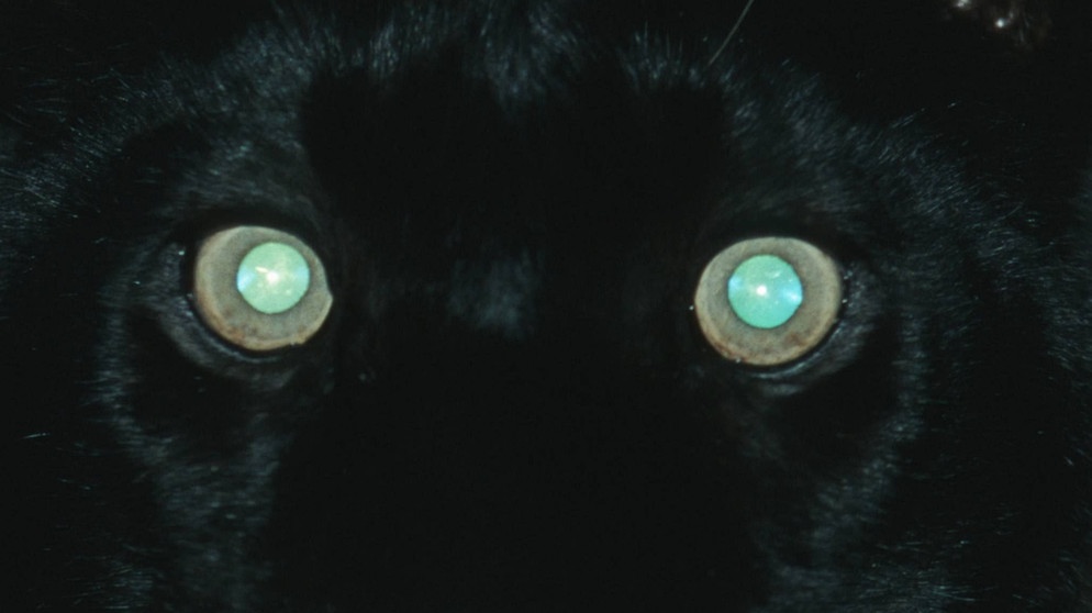 Welche Augen funkeln derart grün? | Bild: picture-alliance/dpa