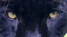 .. es sind die Augen eines schwarzen Panthers. | Bild: picture-alliance/dpa