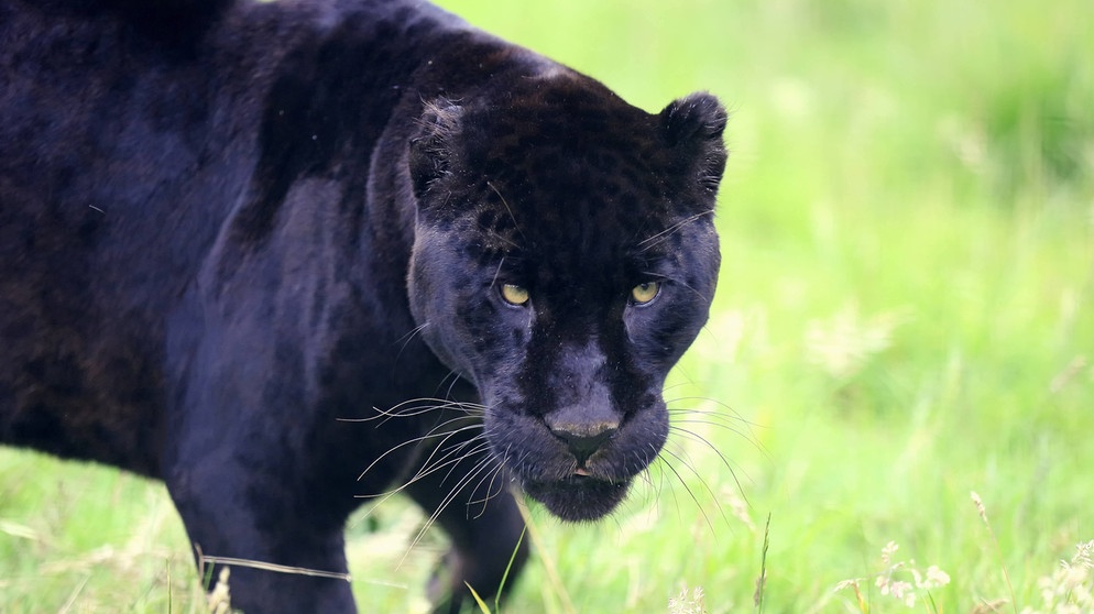 .. es sind die Augen eines schwarzen Panthers. | Bild: picture-alliance/dpa