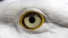 Welchem Tier gehört dieses Auge? | Bild: picture-alliance/dpa