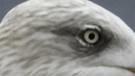 Es ist das Auge einer Silbermöwe. | Bild: picture-alliance/dpa