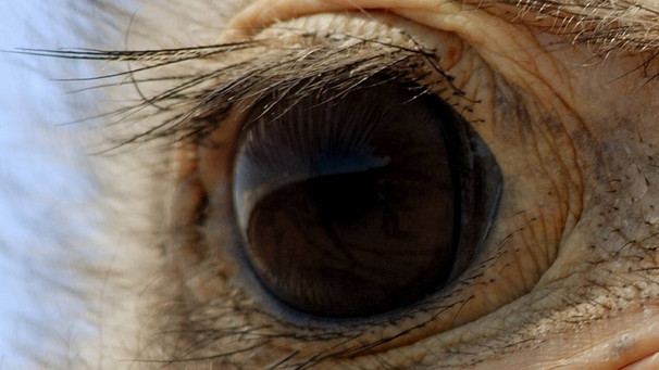 Das Auge gehört dem größten lebenden Vogel. Sein Gehirn ist kleiner als sein Auge.  | Bild: picture-alliance/dpa