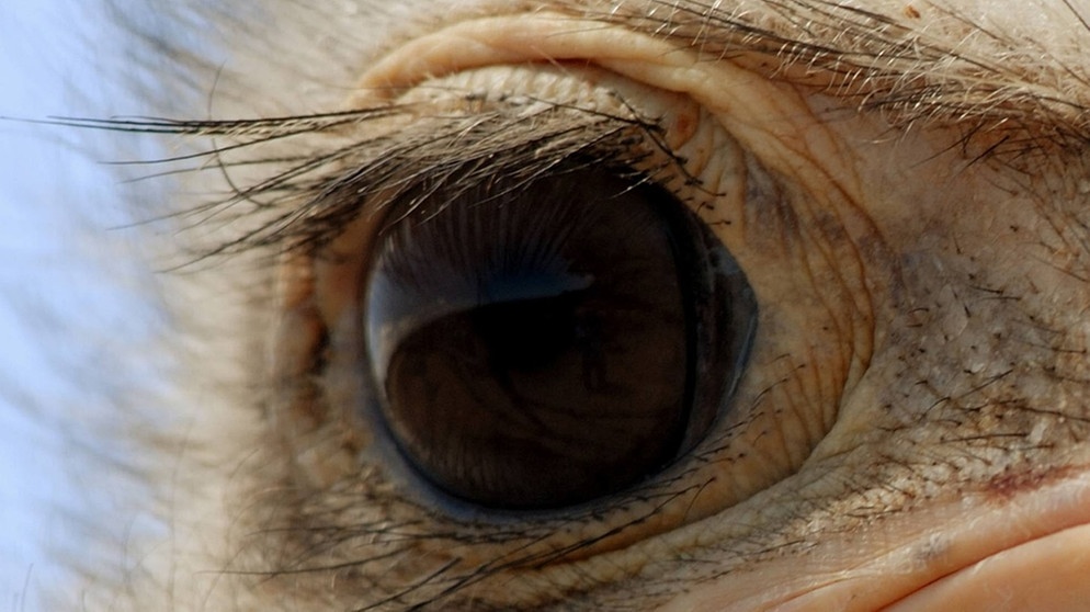 Das Auge gehört dem größten lebenden Vogel. Sein Gehirn ist kleiner als sein Auge.  | Bild: picture-alliance/dpa