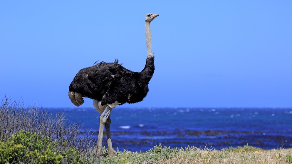Vogel Strauß ist der größte lebende Vogel. Sein Gehirn ist kleiner als sein Auge.  | Bild: picture-alliance/dpa
