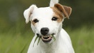 Hund mit Gras im Maul. | Bild: picture alliance/blickwinkel