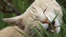 Katze frisst Gras im Garten. | Bild: picture alliance/imageBROKER