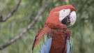 Papagei im Manu-Nationalpark, Peru | Bild: picture-alliance/dpa