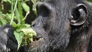 Schimpanse | Bild: picture alliance/Bildagentur-online