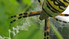 Die Wespenspinne | Bild: picture-alliance/dpa