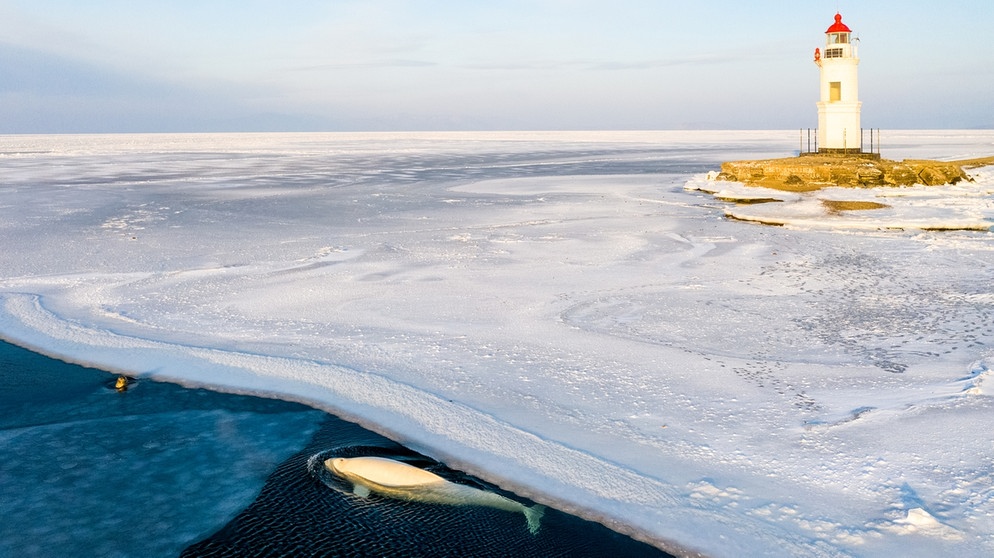 Belugas oder Weißwale sind normalerweise in arktischen und subarktischen Gewässern beheimatet - vor allen vor den Küsten Russlands, Alaskas und Kanadas.  | Bild: picture alliance/dpa/TASS | Yuri Smityuk