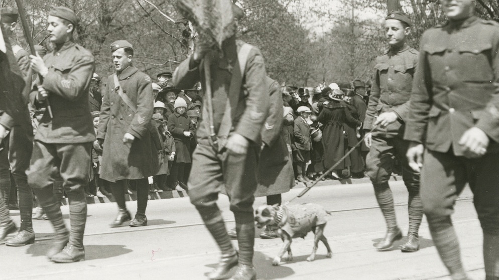 Nach dem Krieg wurden dem US-amerikanischen Hund "Sergeant Stubby" zahlreiche Ehren zuteil. Hier nimmt er an einer Parade teil.  | Bild: picture alliance/AP Photo | Uncredited