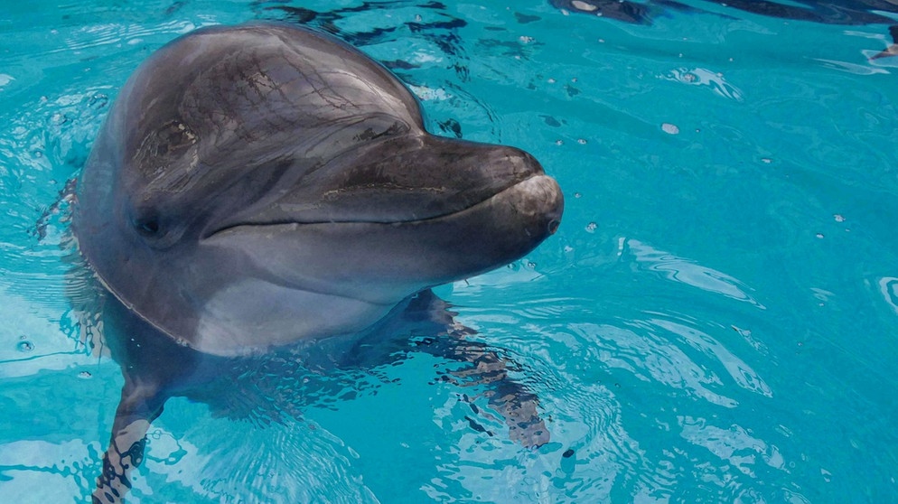 Dieses Bild zeigt keinen russischen Kampfdelfin, sondern einen Delfin, der zusammen mit fünf weiteren Artgenossinnen und -genossen aus im April 2022 der von Russland angegriffenen ukrainischen Stadt Charkiw evakuiert worden war.  | Bild: picture alliance / Photoshot | -