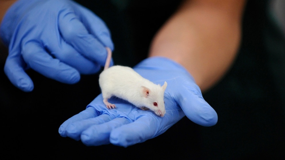 Eine weiße Maus sitzt auf einer Hand in einem blauen Handschuh. Mäuse, Ratten, Affen, Fische, Schafe, Schweine, Katzen und Hunde werden in Tierversuchen eingesetzt. An ihnen werden Medikamente, Impfstoffe und Chemikalien getestet. Labortiere sind in der Medizin aber auch wichtig, um Therapien wie Organtransplantationen auszuprobieren. Tierschützer kritisieren, dass zu wenig an alternativen Methoden geforscht wird. | Bild: picture-alliance/dpa