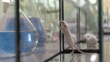 Mäuse in einem Glaskasten in einem Labor. Ratten, Mäuse, Schafe, Schweine, Affen und Katzen werden bei Tierversuchen für Medizin und Forschung eingesetzt. | Bild: colourbox.com