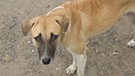 Streunender Hund in Indien | Bild: picture-alliance/dpa