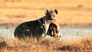 Tüpfelhyäne in der Serengeti | Bild: picture-alliance/dpa