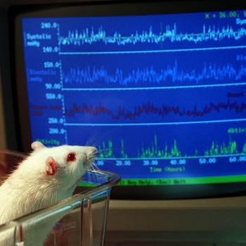 Eine weiße Ratte schaut auf einen Monitor. Mäuse, Ratten, Affen, Fische, Schafe, Schweine, Katzen und Hunde werden in Tierversuchen eingesetzt. An ihnen werden Medikamente, Impfstoffe und Chemikalien getestet. Labortiere sind in der Medizin aber auch wichtig, um Therapien wie Organtransplantationen auszuprobieren. Tierschützer kritisieren, dass zu wenig an alternativen Methoden geforscht wird. | Bild: picture-alliance/dpa