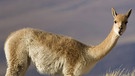 Vikunja in Chile - kein Lama, kein Alpaka | Bild: picture alliance / blickwinkel