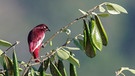 Der Pompadour-Schmuckvogel (Xipholena punicea) sitzt auf einem Ast im brasilianischen Amazonas-Gebiet. Symbolbild. | Bild: picture alliance / All Canada Photos | Glenn Bartley