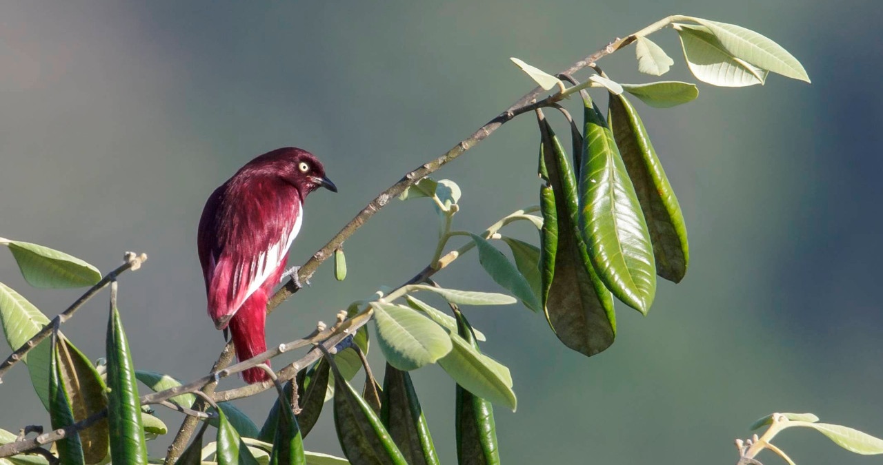 Der Pompadour-Schmuckvogel (Xipholena punicea) sitzt auf einem Ast im brasilianischen Amazonas-Gebiet. Symbolbild. | Bild: picture alliance / All Canada Photos | Glenn Bartley