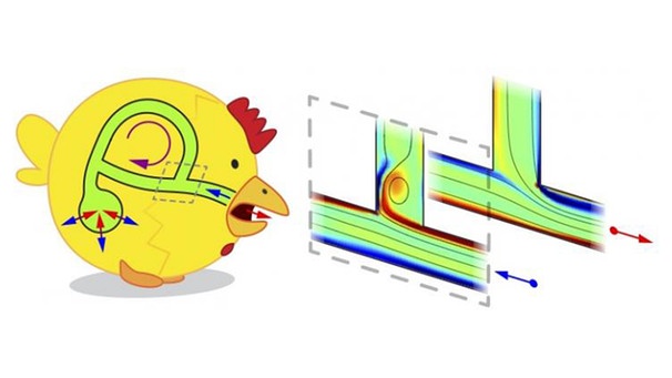 Zeichnung: Ein "Spherical Chicken" mit einer vereinfachten Darstellung der Atemwege bei Ein- und Ausatmung | Bild: NYU's Applied Mathematics Laboratory