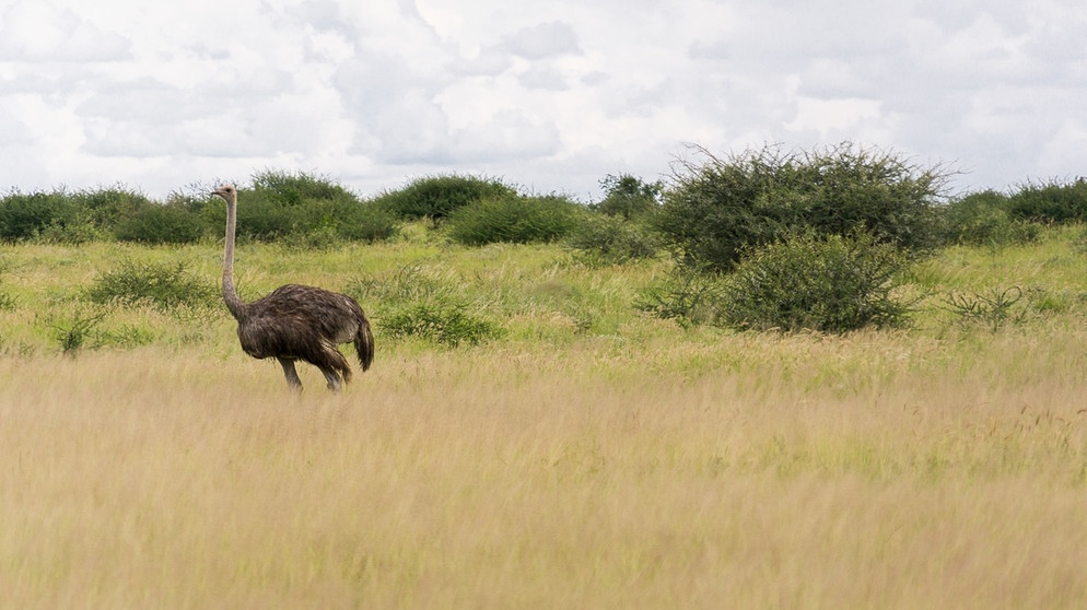 Ein Afrikanischer Vogel Strauß im Central Kalahari Game Reserve in Botswana. Der Strauß ist der größte, schwerste und schnellste Vogel an Land. | Bild: picture-alliance/dpa/Philipp Laage