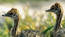 Drei Vogel Strauß-Küken. Straußenkinder sind Nestflüchter. | Bild: picture alliance / blickwinkel/W. Layer