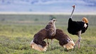 Vogel Strauß: Weibchen (links) und Männchen (rechts) beim Paarungs-Vorspiel | Bild: picture alliance / blickwinkel/M. Woike