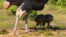 Vogel Strauß-Familie im Addo Elephant National Park in Südafrika | Bild: picture alliance / blickwinkel