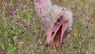 Ein Vogel Strauß pickt Gräser im Ngorongoro-Nationalpark in Tansania, Afrika. Der Laufvogel ist Vegetarier. | Bild: picture alliance / Arco Images GmbH