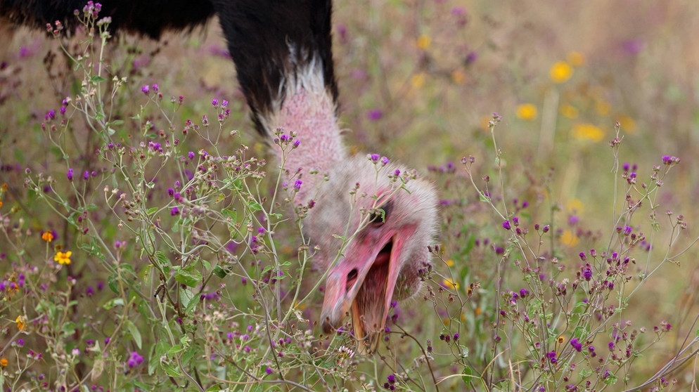 Ein Vogel Strauß pickt Gräser im Ngorongoro-Nationalpark in Tansania, Afrika. Der Laufvogel ist Vegetarier. | Bild: picture alliance / Arco Images GmbH