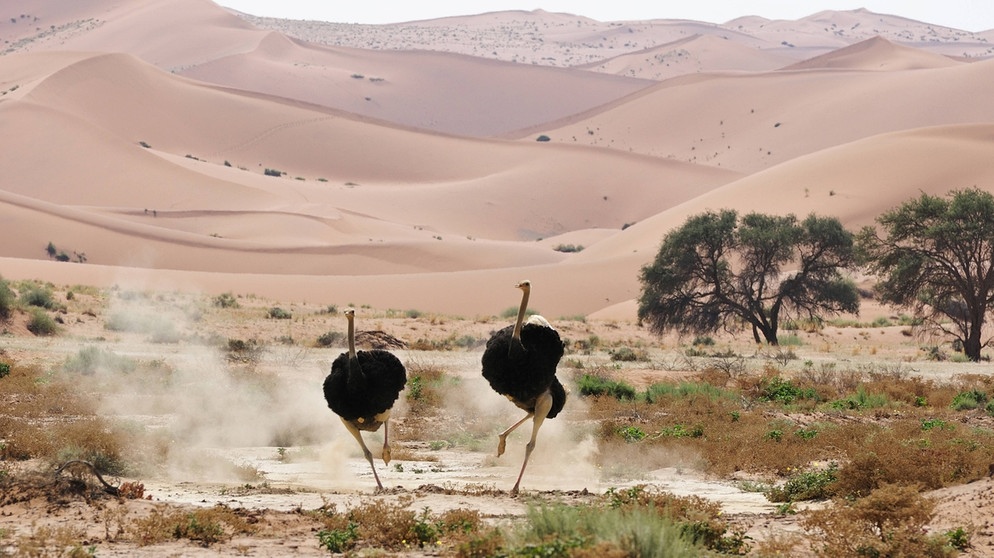 Zwei Strauße laufen durch die Wüste Namibias. An Land ist der Strauß der schnellste, größte und schwerste Vogel der Welt. | Bild: picture alliance/prisma
