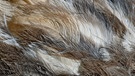 Vogel-Strauß-Gefieder. Die Federn des Laufvogels sind allerdings fettfrei und schützen nicht vor Regen. | Bild: picture alliance / blickwinkel