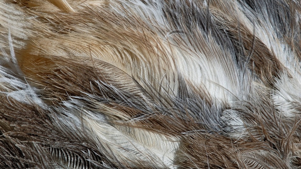 Vogel-Strauß-Gefieder. Die Federn des Laufvogels sind allerdings fettfrei und schützen nicht vor Regen. | Bild: picture alliance / blickwinkel